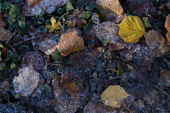 Frozen leaves This macro photograph captures a natural scene of frozen leaves scattered on the ground among green plants, likely taken in the morning during late autumn or early winter. The presence of frost on the leaves, which have fallen from nearby trees, highlights the seasonal transition typical of winter. The image showcases the variety of shapes and colors found in nature, with each leaf and plant displaying unique patterns of ice crystals. This still life composition emphasizes the intricate details and textures of leaves and plants as they react to colder temperatures in a winter landscape.